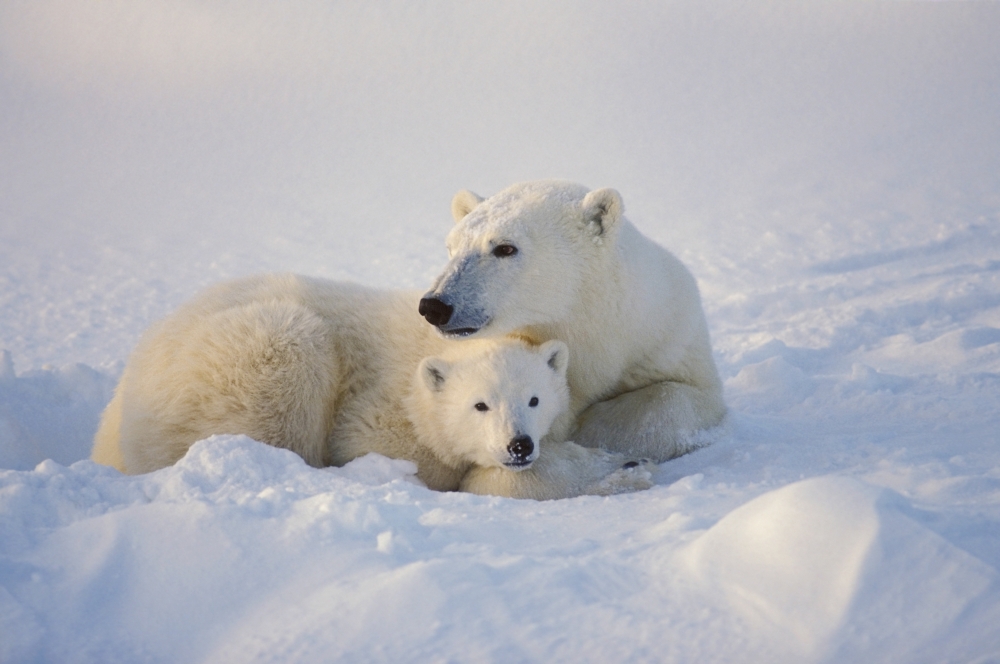 Polar Bear Sow with Cub Poster Print by John Pitcher - 17 x 11