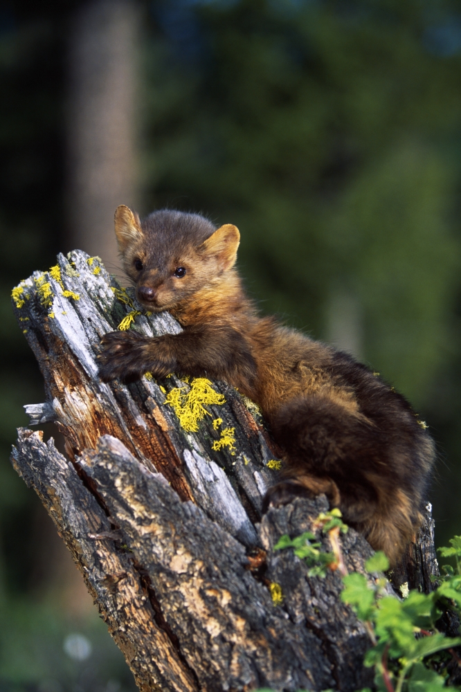 Marten Martes Americana On Mossy Tree Stump Poster Print by Natural Selection David Ponton - 24 x 36 - Large