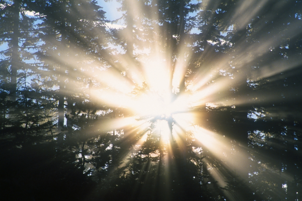 Sunrays Through A Forest Poster Print by Natural Selection Craig Tuttle, 18 x 12