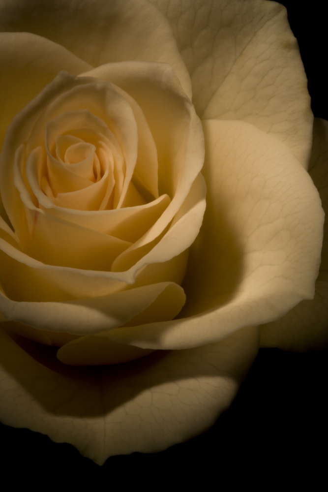 White Rose Poster Print by Darren Greenwood, 11 x 17