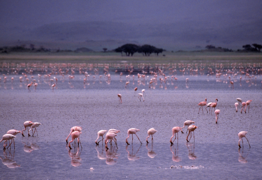 DPI1788797LARGE Pink Flamingos Drinking Water Poster Print by Natural Selection Chris Pinchbeck, 36 x 24 - Large
