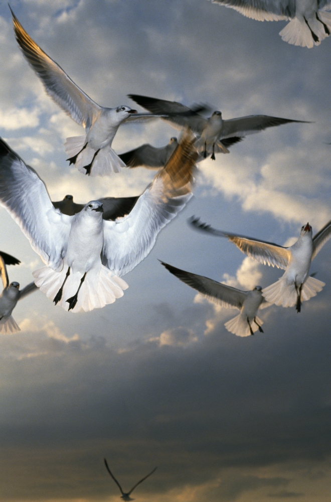 Seagulls in Flight Poster Print by Natural Selection Ralph Curtin, 12 x 18
