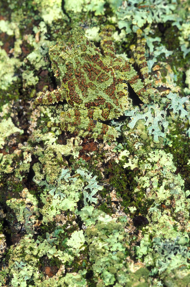 DPI1789231 Camouflaged Vietnamese Mossy Tree Frog Poster Print by John Pitcher, 11 x 17