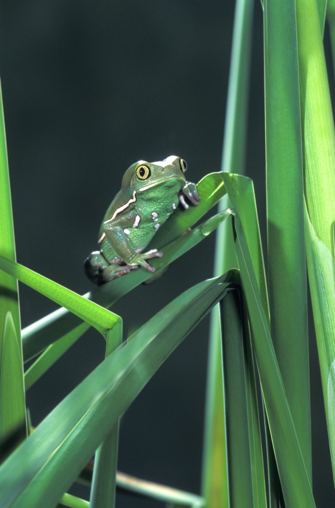 Painted Monkey Frog in Reeds Poster Print by John Pitcher, 22 x 34 - Large
