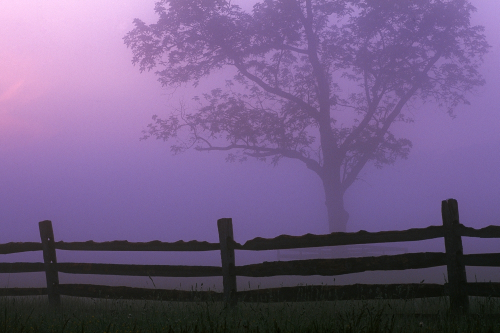 DPI1789541 Fenceline Silhouette with Tree Poster Print by Natural Selection Tony Sweet, 18 x 12