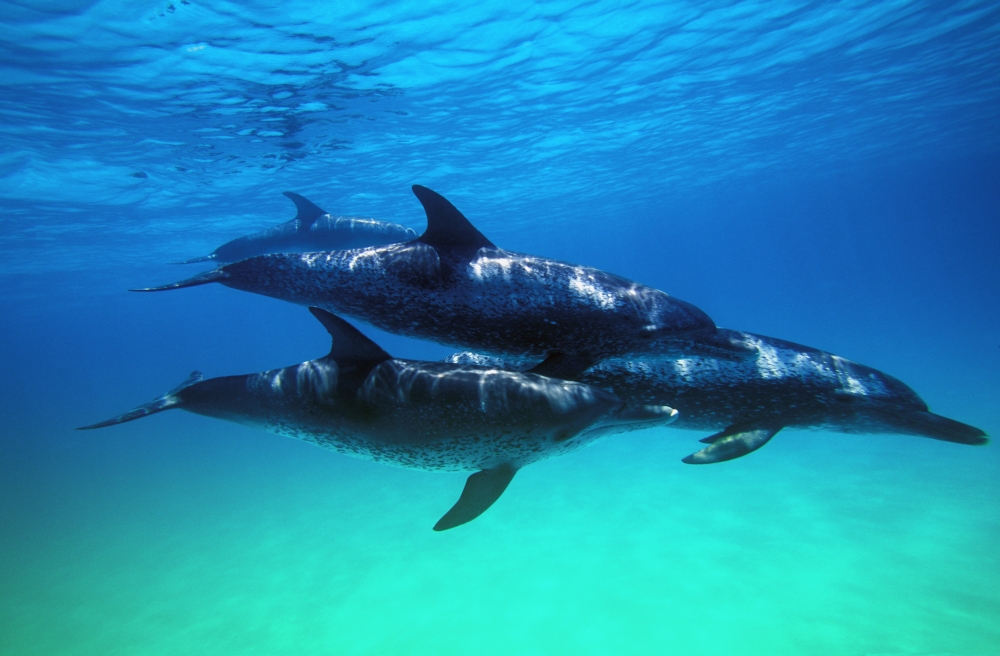 Atlantic Spotted Dolphins Poster Print by Carson Ganci, 17 x 11