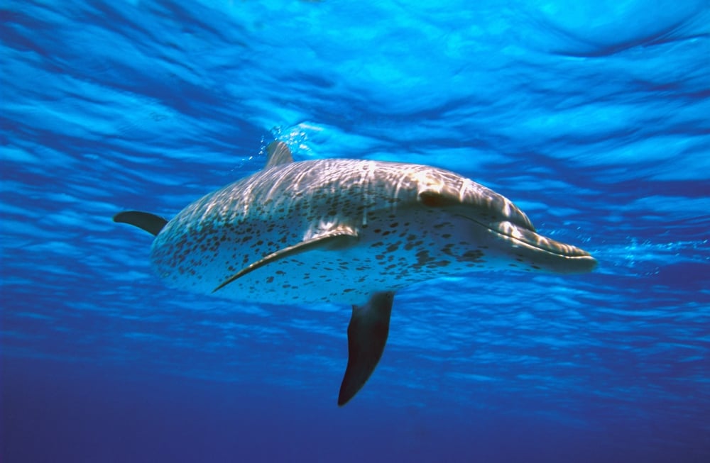 Atlantic Spotted Dolphin Poster Print by Carson Ganci, 17 x 11