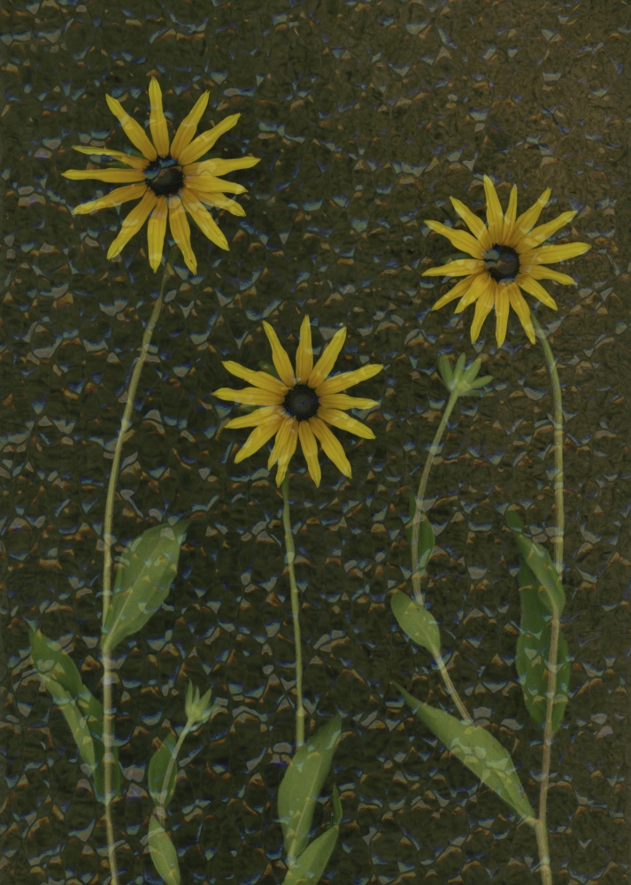Three Yellow Flowers Poster Print by Deddeda - 12 x 16