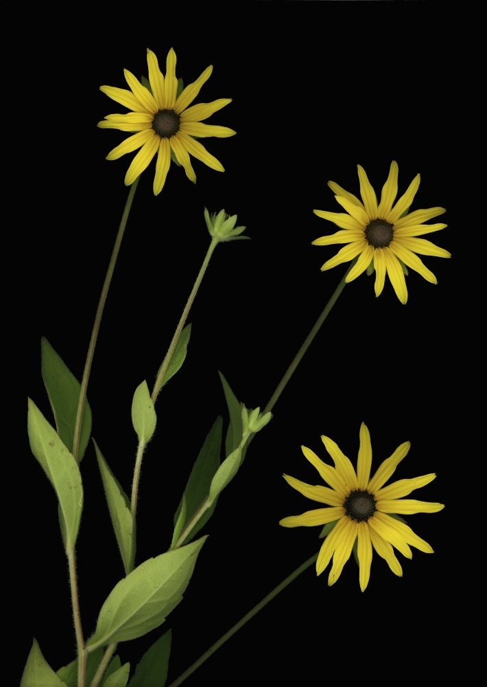 Three Yellow Flowers Poster Print by Deddeda - 24 x 32 - Large