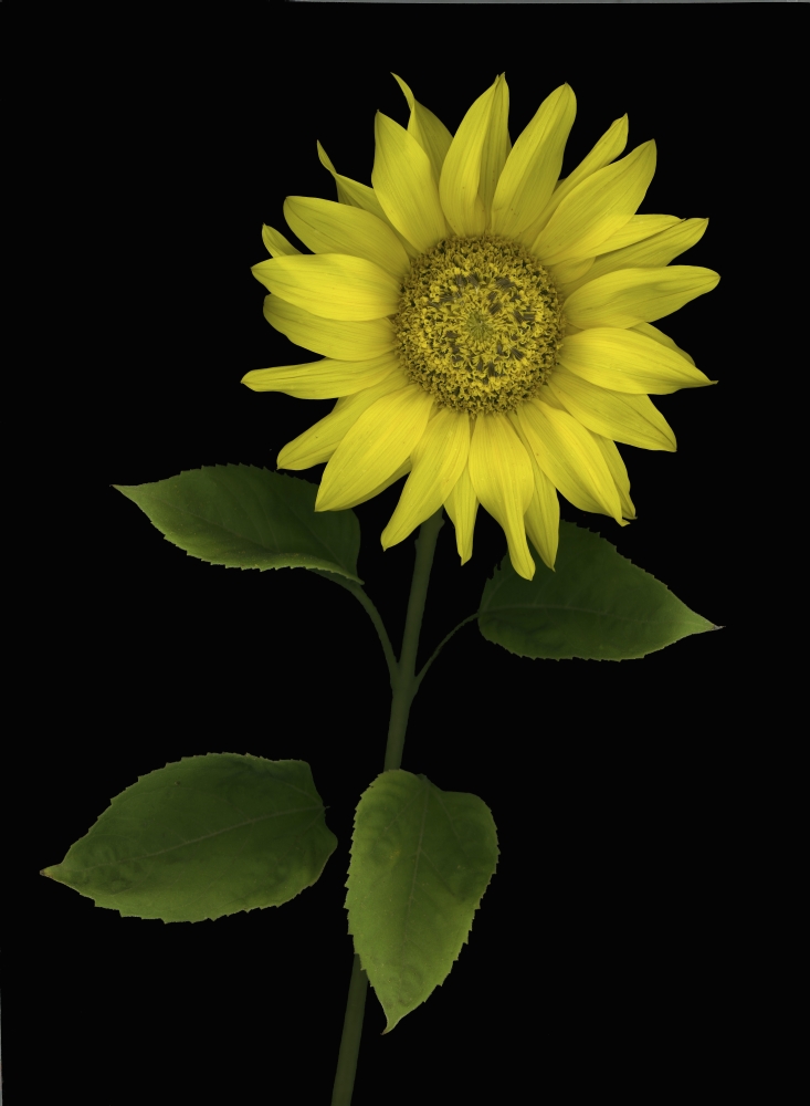 Sunflower Poster Print by Deddeda - 12 x 16
