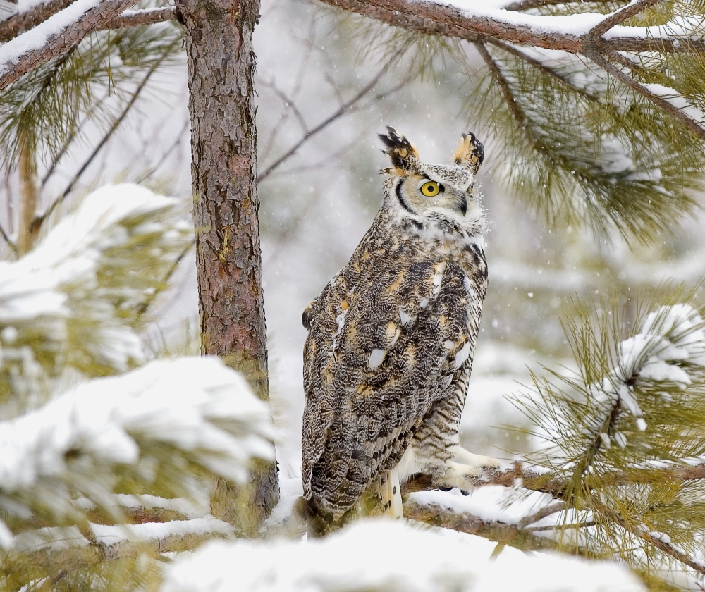 Long Eared Owl Poster Print by John Pitcher, 30 x 26 - Large