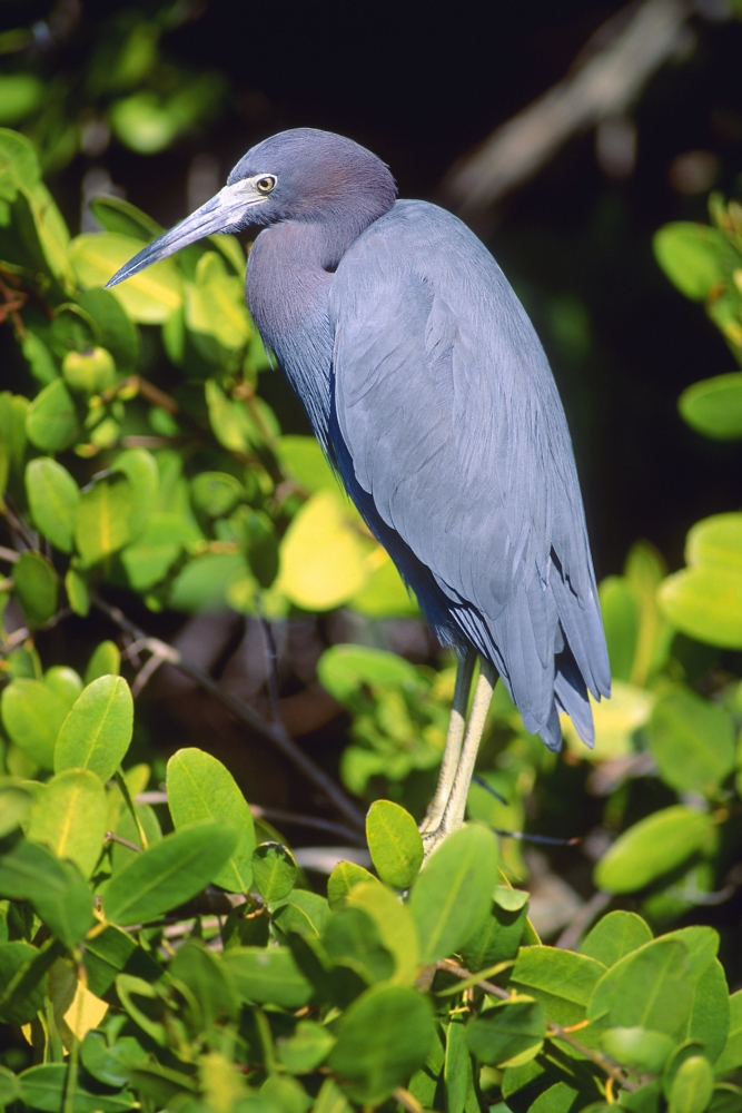 Little Blue Heron Poster Print by John Pitcher, 22 x 34 - Large