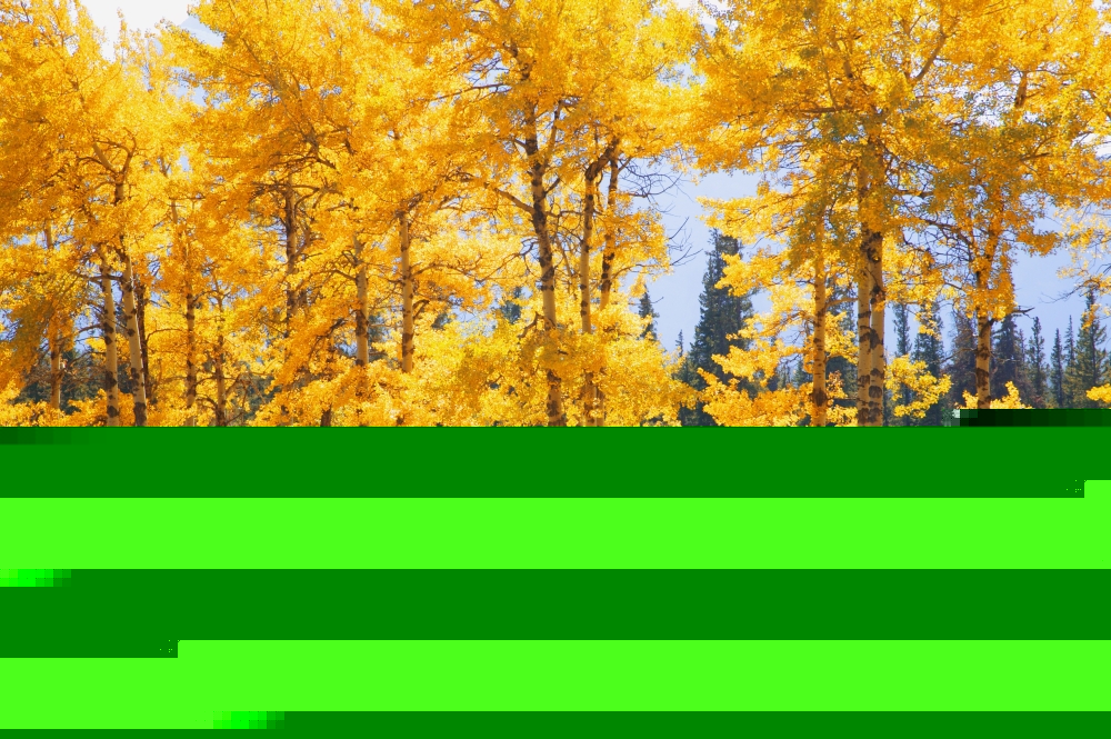 Trees in Autumn Poster Print by Don Hammond, 34 x 22 - Large