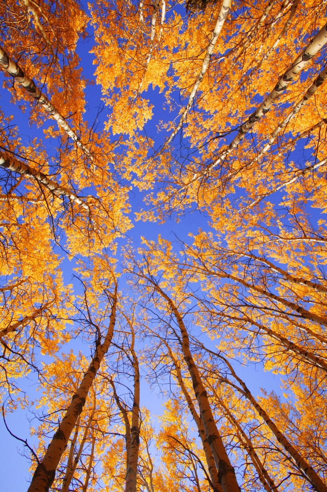 Tree Tops Poster Print by Don Hammond, 22 x 34 - Large