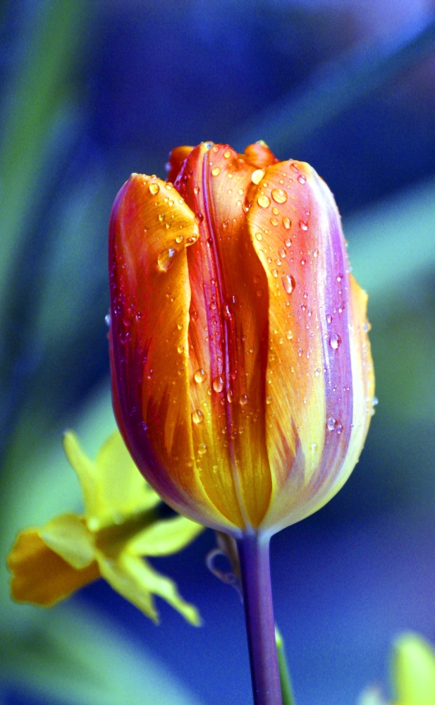 A Tulip Poster Print by Raven Regan - 10 x 17