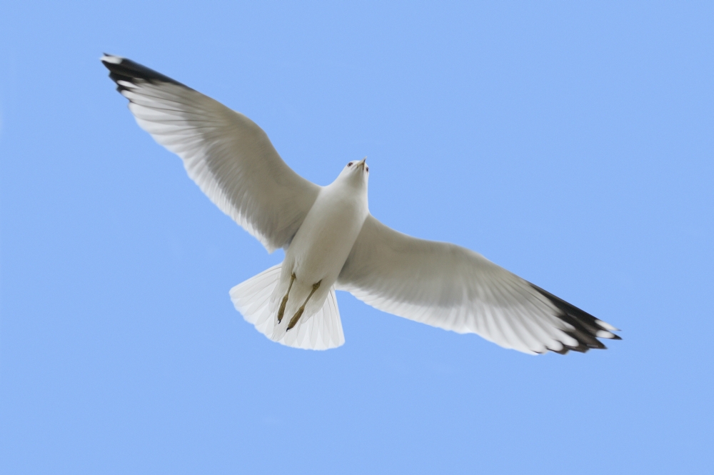 A Soaring Dove Poster Print by Don Hammond, 34 x 22 - Large