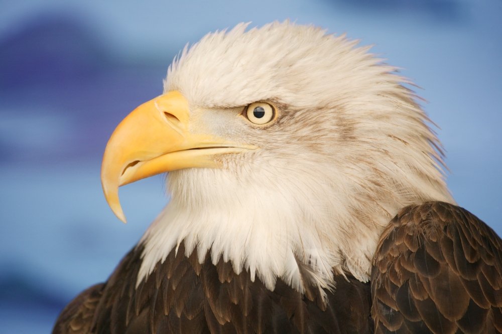 Profile of A Bald Eagle Poster Print by Don Hammond - 17 x 11