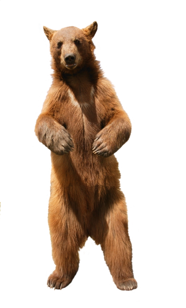 Brown Bear Ursus Arctos Poster Print by Don Hammond - 11 x 18