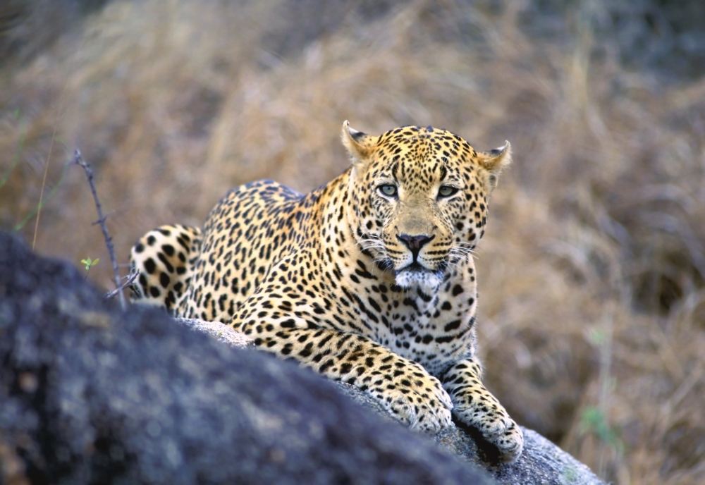 Male Leopard Poster Print by John Pitcher - 17 x 11