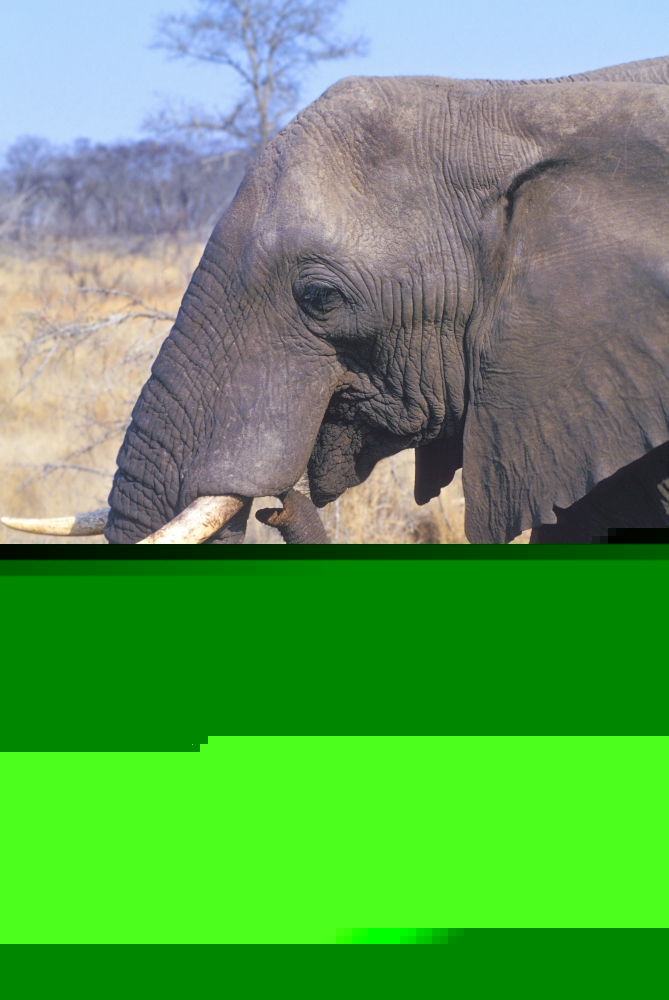 Bull Elephant Poster Print by John Pitcher, 22 x 34 - Large