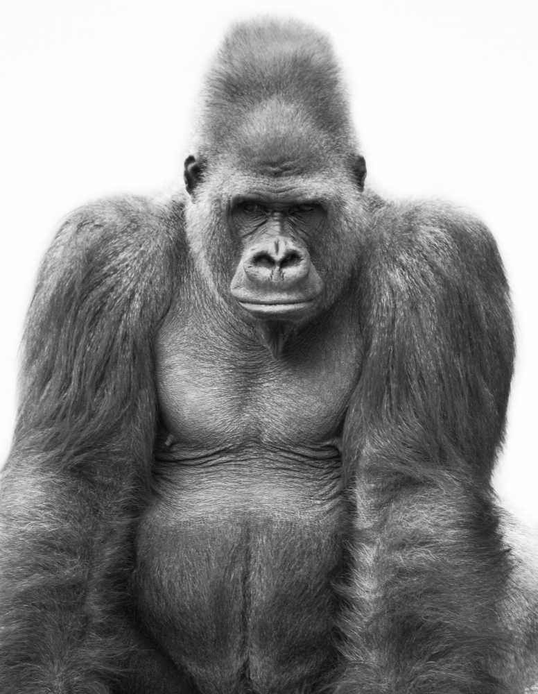 Gorilla Poster Print by Darren Greenwood, 12 x 15