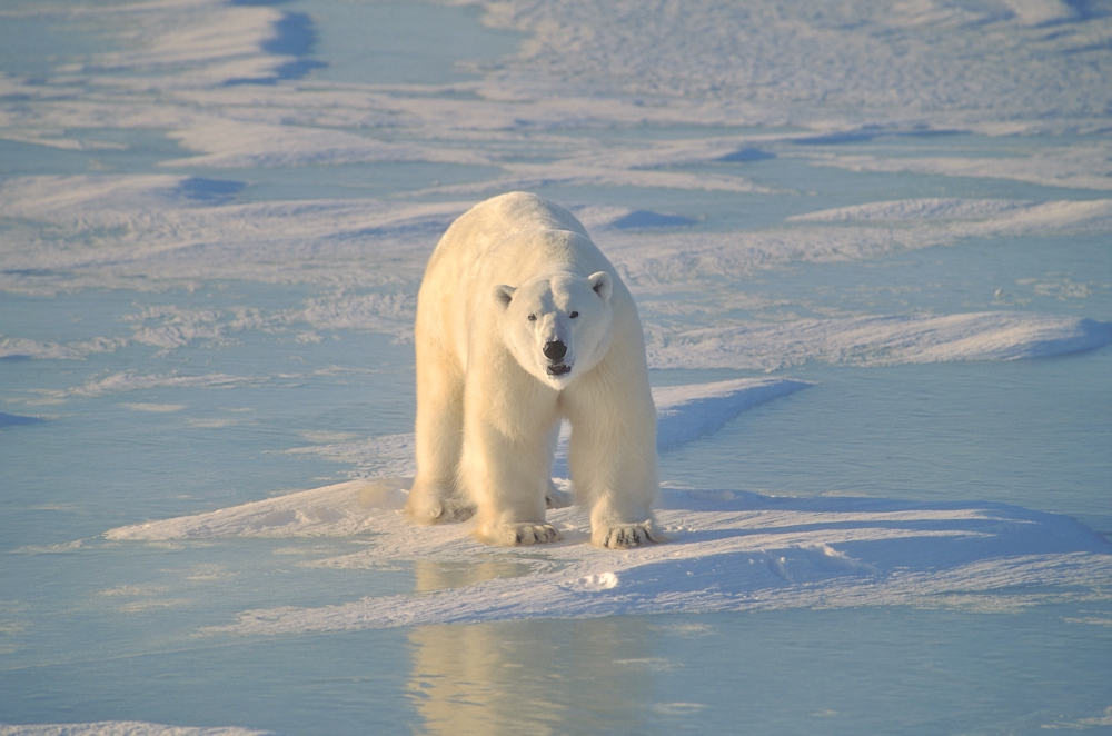 Polar Bear On Ice Poster Print by John Pitcher, 17 x 11