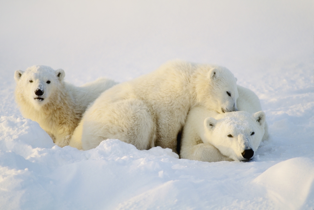 Polar Bears Poster Print by John Pitcher, 17 x 11