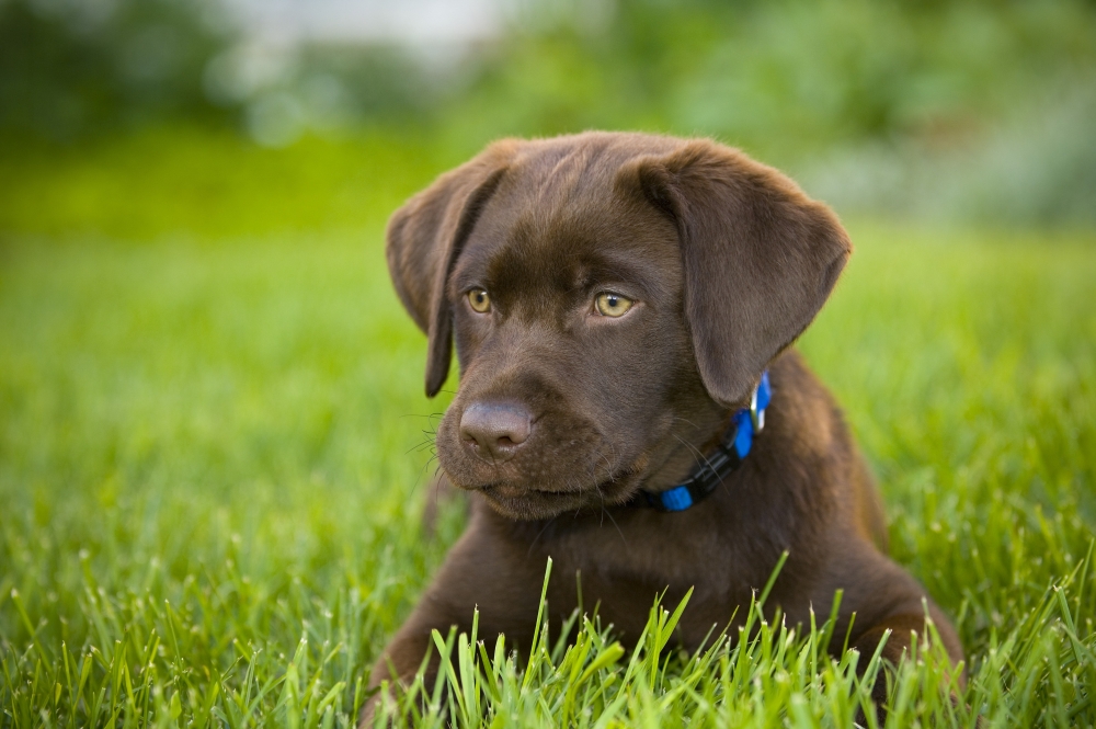 Labrador Retriever Poster Print by Corey Hochachka, 34 x 22 - Large