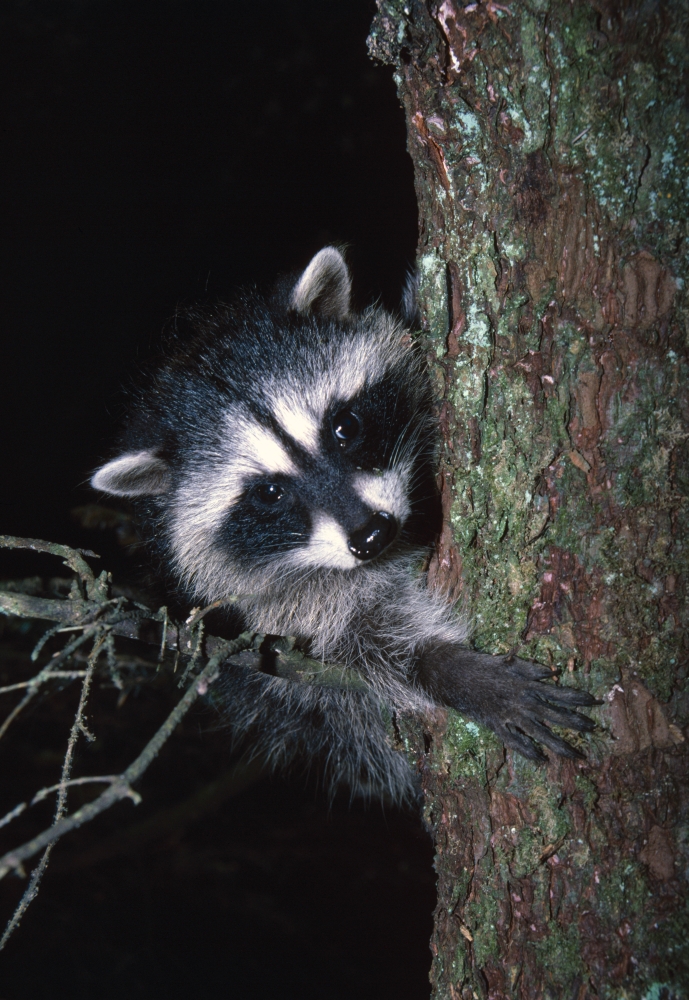 Raccoon in Tree Poster Print by Natural Selection David Ponton - 12 x 18