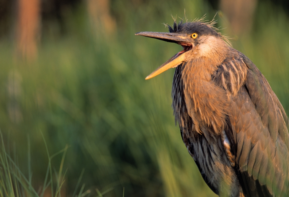 Fledgling Great Blue Heron Poster Print by Natural Selection Bill Byrne - 18 x 12