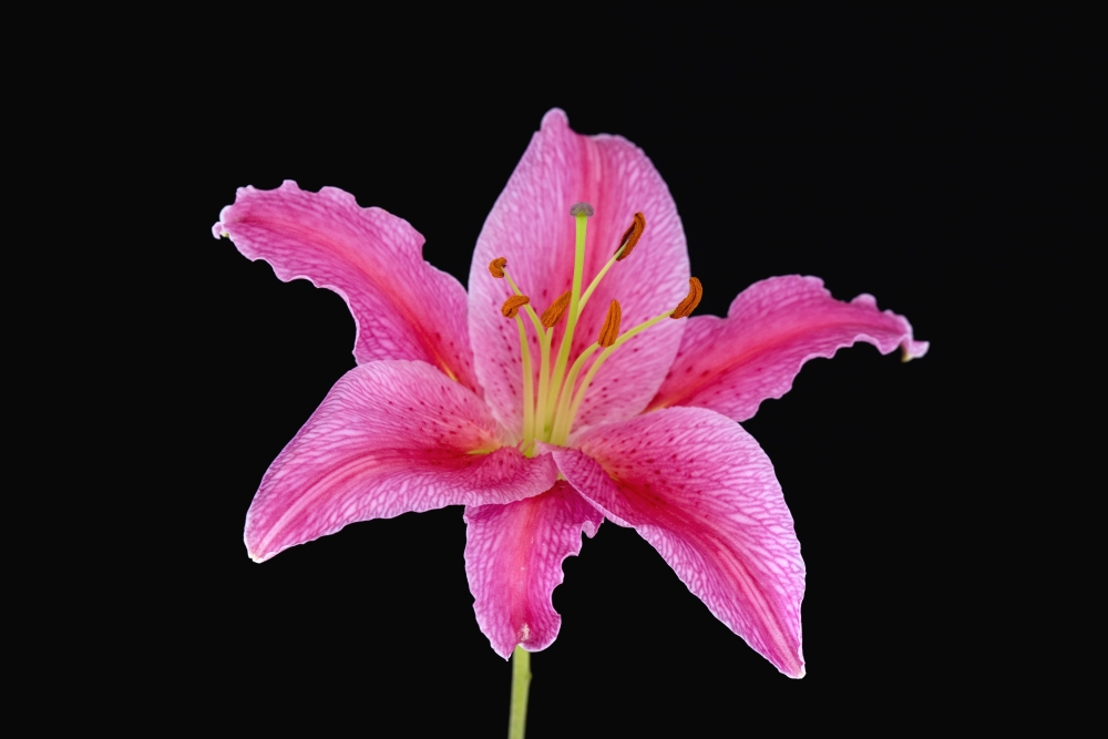 DPI1787996 Pink Lily Against Black Background Poster Print by Steven Raniszewski, 17 x 11