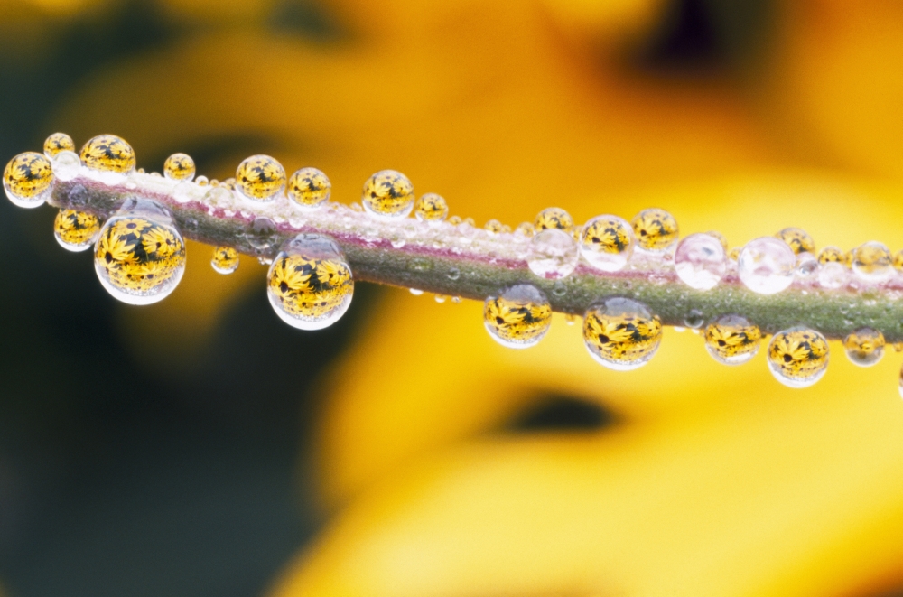 Yellow Flowers Reflected in Dew Drops Poster Print by Natural Selection Craig Tuttle, 36 x 24 - Large