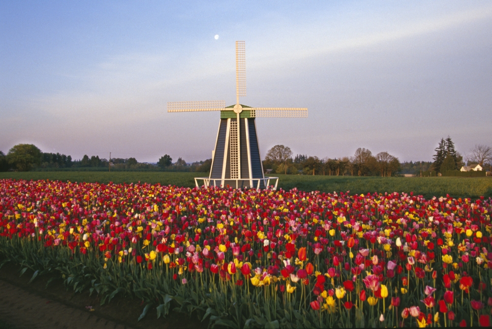 DPI1788334 Tulip Field & Windmill Poster Print by Natural Selection Craig Tuttle, 18 x 12