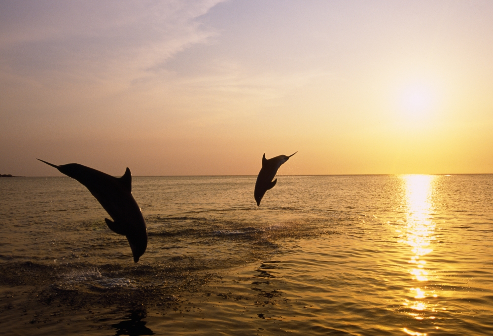 Silhouette of Bottlenose Dolphins Poster Print by Natural Selection Craig Tuttle, 36 x 24 - Large