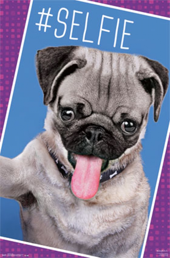 Pug - Selfie Poster Print