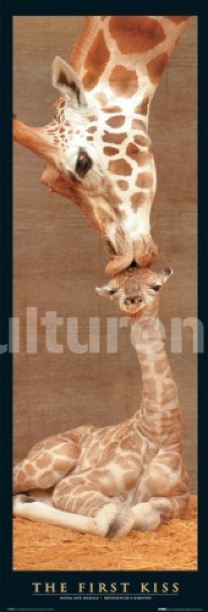 First Kiss - Giraffes Poster Print 36 x 12 in.