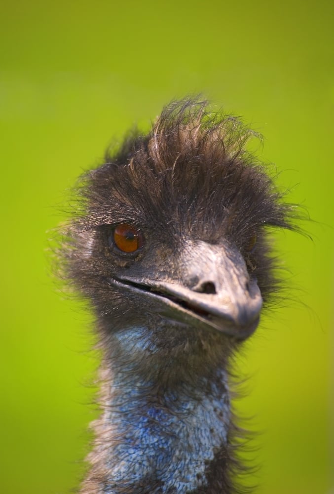 Ostrich Poster Print by Carson Ganci - 11 x 17