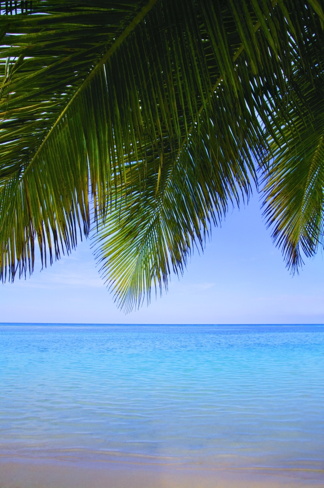 Tropical View Poster Print by Don Hammond - 11 x 17