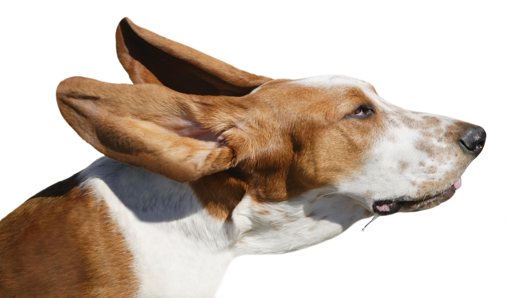 A Dog in The Wind Poster Print by Don Hammond, 18 x 10