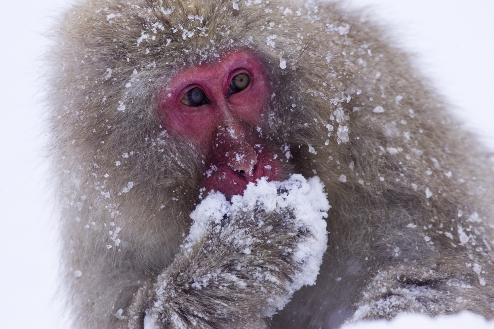 DPI1782148LARGE Japanese Snow Monkey Poster Print by Natural Selection Anita Weiner, 36 x 24 - Large