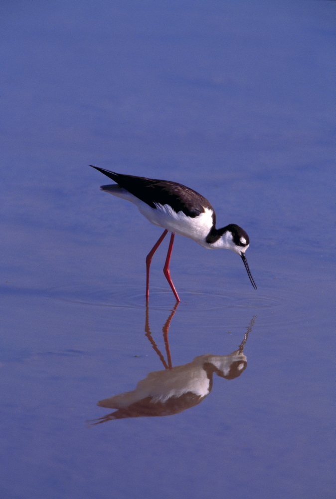 DPI1783084LARGE Black-Necked Stilt Bird Foraging in Water Poster Print by Natural Selection Anita Weiner, 24 x 36 - Large