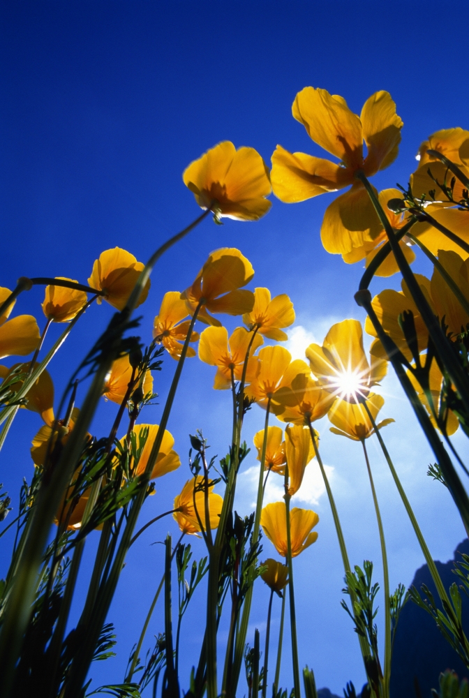 Yellow Poppies Stylophorum Diphyllum Poster Print by Natural Selection John Reddy, 24 x 36 - Large