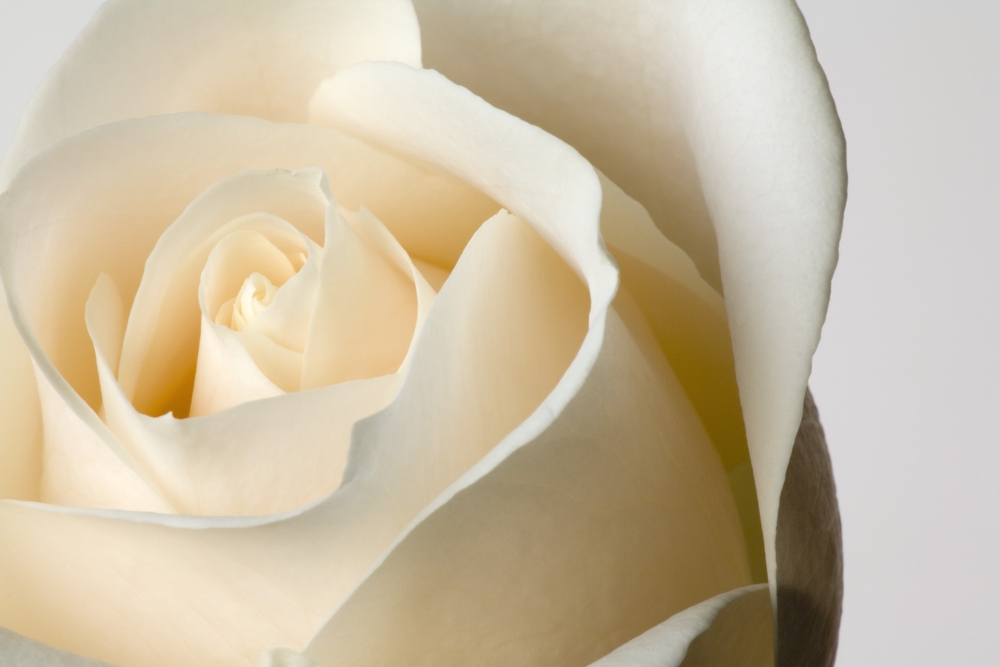 DPI1783394 Close-Up of White Rose Against White Background Poster Print by Steven Raniszewski, 18 x 12 -  Posterazzi