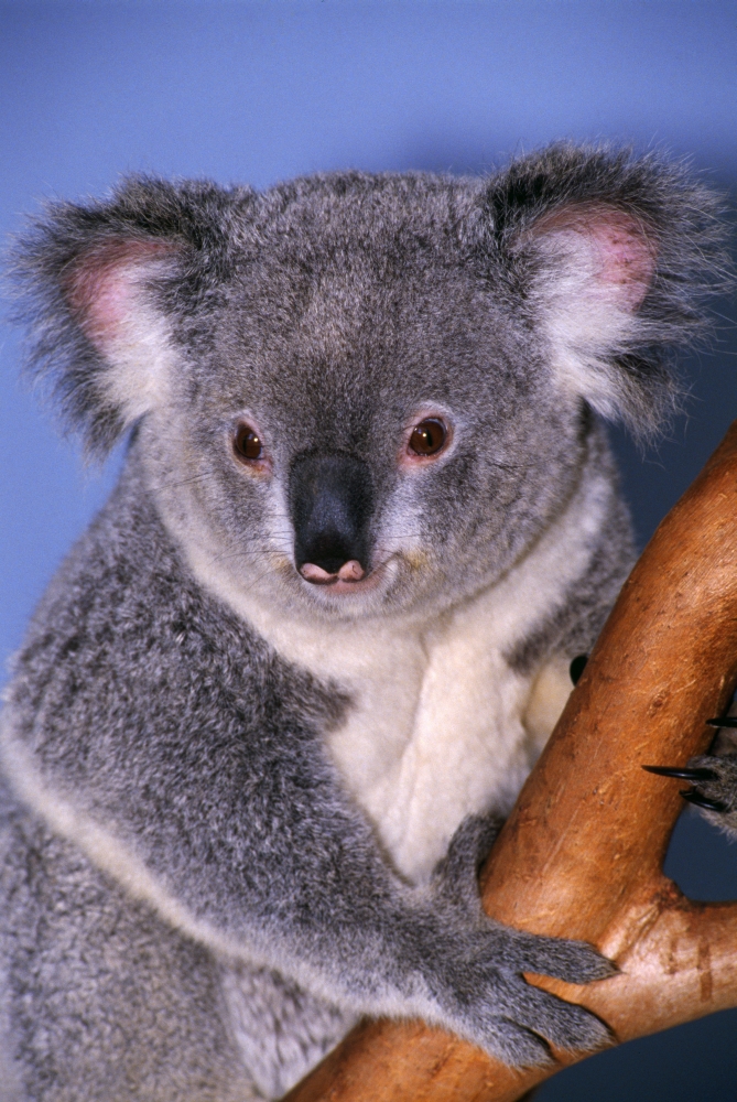 DPI1792606LARGE Koala On Tree Branch Poster Print by Natural Selection Ralph Curtin, 24 x 36 - Large