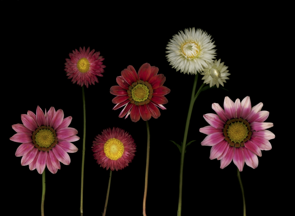 Flowers Poster Print by Deddeda - 16 x 12