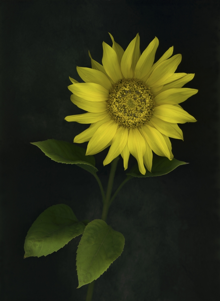 Sunflower Poster Print by Deddeda, 24 x 32 - Large