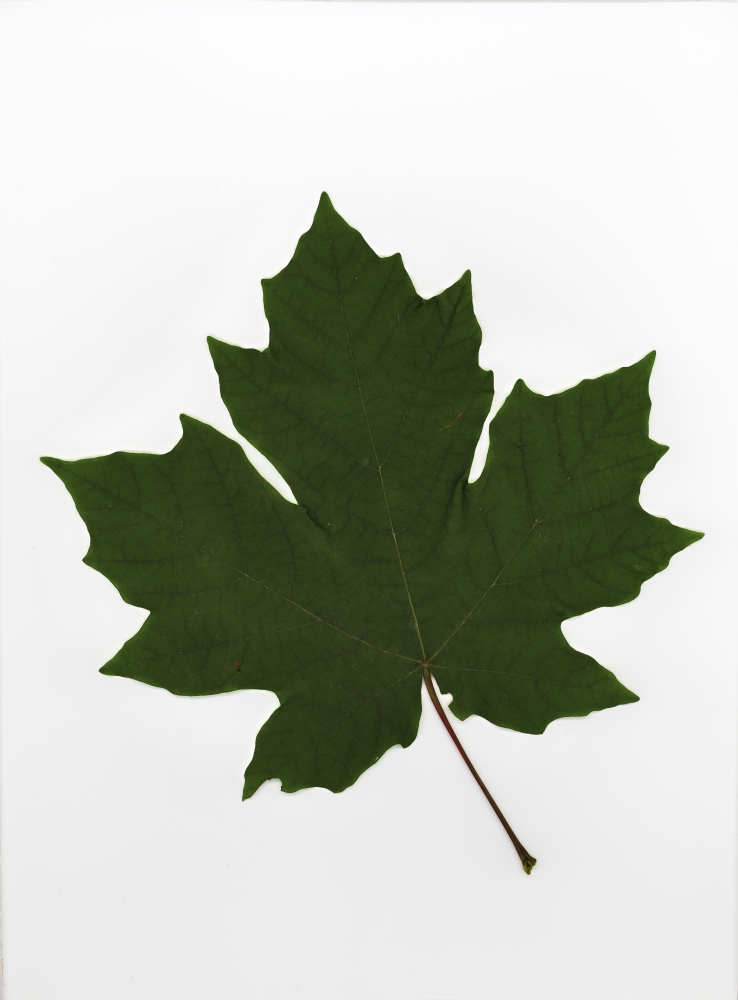 DPI1792900LARGE Green Maple Leaf Poster Print by Deddeda, 24 x 32 - Large