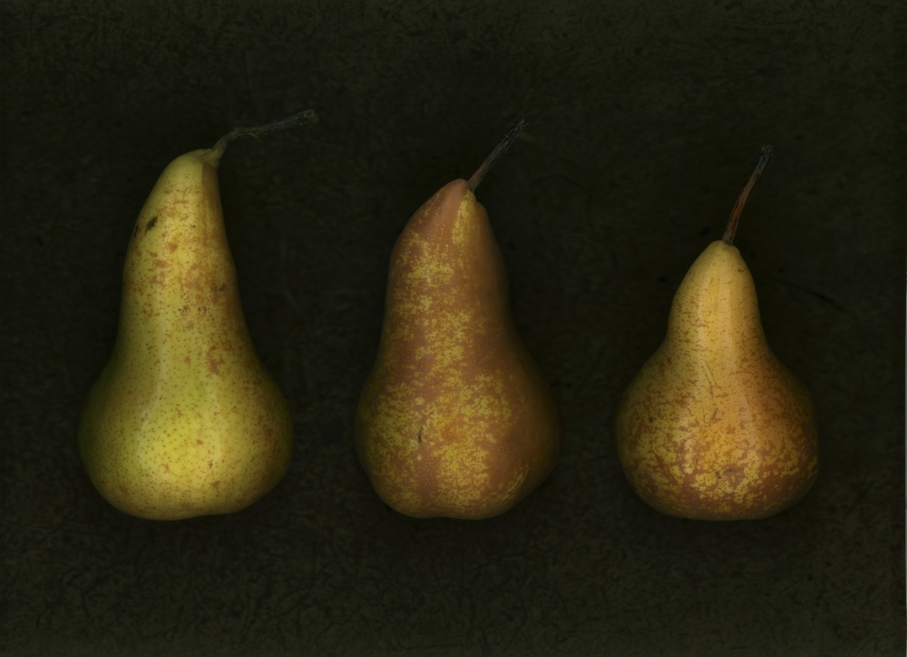 Three Golden Pears Poster Print by Deddeda - 16 x 11