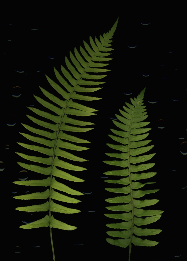 Fern Leaves with Water Droplets Poster Print by Deddeda - 12 x 16