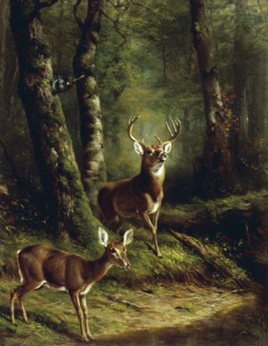 SAL900128644 Buck & Doe in the Adirondacks Arthur Fitzwilliam Tait 1819 -1905 American Poster Print - 18 x 24 in.